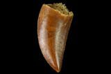 Serrated, Raptor Tooth - Real Dinosaur Tooth #171425-1
